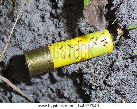 Shotshell that has been dropped on a fire ant hill