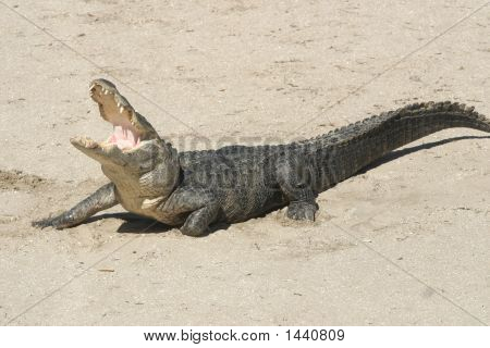 Gator 007