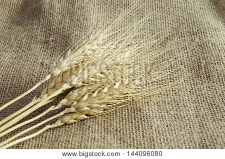 Spikelets of wheat on linen fabric background from fabric