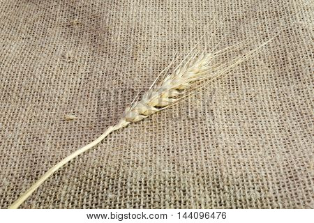 Spikelets of wheat on linen fabric background from fabric