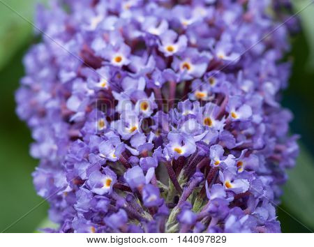 Close up of blue Buddleia (butterfly bush) flowers with shallow focus