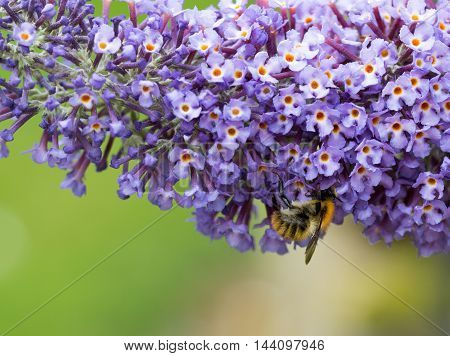 Close up of Buddleia (butterfly bush) flowers and common carder bee
