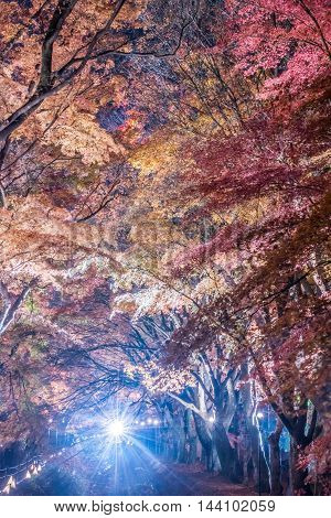 The Momiji or Maple will light up at night. This is called maple corridor or maple tennel at Nashigawa river Japan.