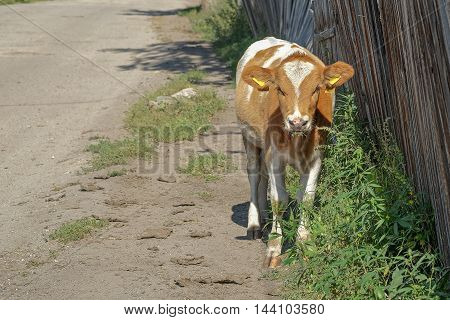 Young Cow Near A Wooden Fence
