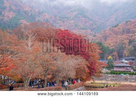 Fujikawaguchiko Yamanashi Japan - November 232015 : Unidentified tourist visiting Maple corridor or Momiji Kairo at autumn in Kawaguchiko Japan.