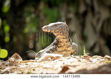 Asian Giant Water Monitor Goanna Varan Close Up Portrait