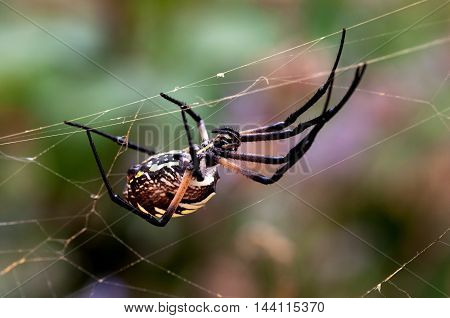 A large garden spider upside down on a web.