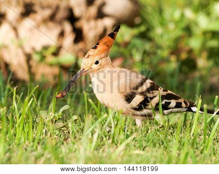 Beautiful Eurasian Hoopoe (upupa Epops) - Feeding On Insects