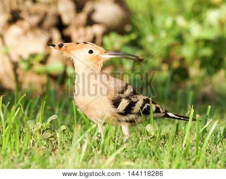 Beautiful Eurasian Hoopoe (upupa Epops) - Feeding On Insects