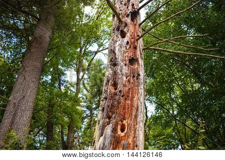 Standing dead tree with holes drilled into it by woodpeckers.