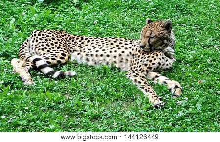 view of the dangerous animals in nature - the cheetah