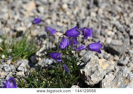 An Earleaf bellflower (Campanula cochleariifolia) in the Bavarian Alps.