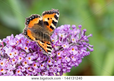 Small Tortoiseshell butterfly (Aglais urticae) feeding on Buddleia flower (also known as Butterfly bush orange eye and summer lilac)