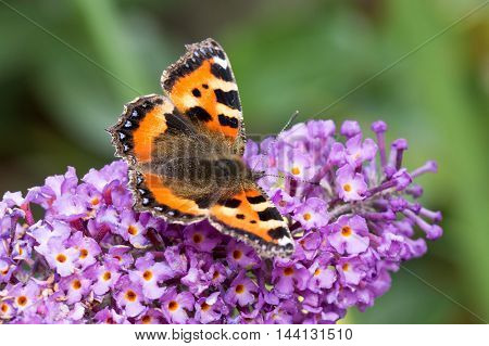Small Tortoiseshell butterfly (Aglais urticae) feeding on Buddleia flower (also known as Butterfly bush orange eye and summer lilac)