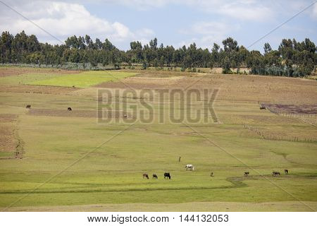 Farms and animals in Ethiopia