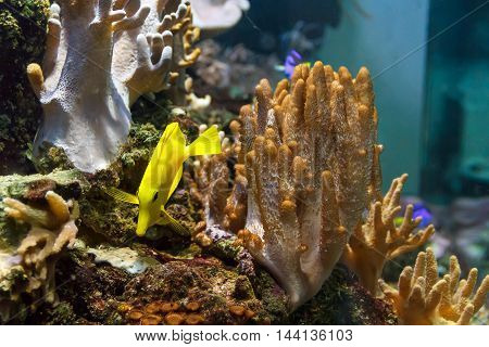 One vivid yellow zebrasoma fish swimming near the reef