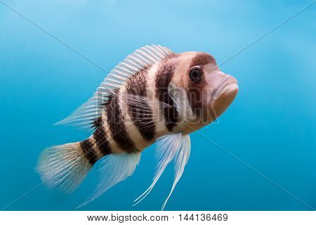 Frontosa fish with black stripes in the water