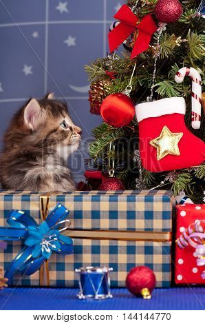 Cute fluffy kitten near Christmas spruce with gifts and toys