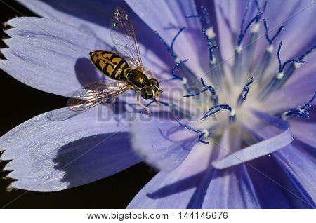 Bee Tirelessly Gathering Pollen from a Tiny Blue Flower