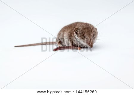 on a white background there is a small shrew and earthworm