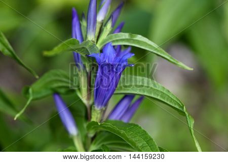 Flowers of a willow gentian (Gentiana asclepiadea).