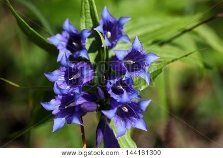 Flowers of a willow gentian (Gentiana asclepiadea).