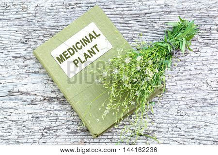 Medicinal plant Stellaria holostea (addersmeat or greater stitchwort) and herbalist handbook on old wooden table. In herbal medicine often used topically with caution for internal use toxic