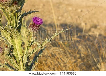 Isolated cotton thistle (Onopordum acanthium) about to bloom.