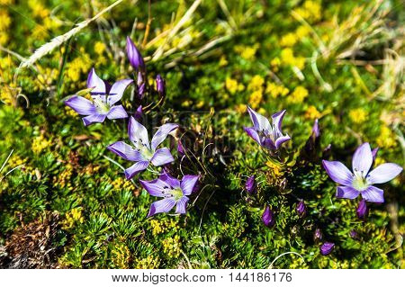 Gentian flower (Gentiana cerastoides) on paramo near Cotopaxi Volcano Ecuador