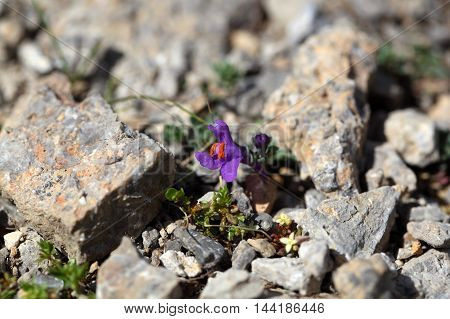 Flowers of the alpine toadflax (Linaria alpina )