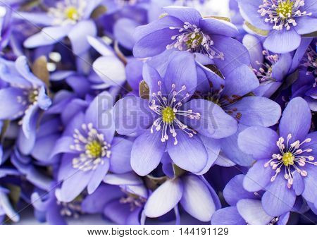 Hepatica nobilis flower on a white background