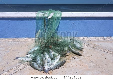 Fisherman's net full of fresh caught mullet fish lies on Gulf of Mexico seaboard in Campeche Mexico