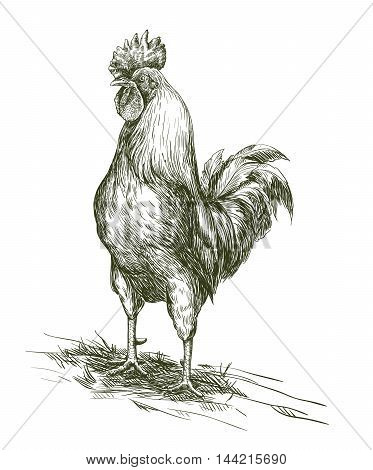 Cock. Aviculture. Poultry breeding. vector sketch on a white background