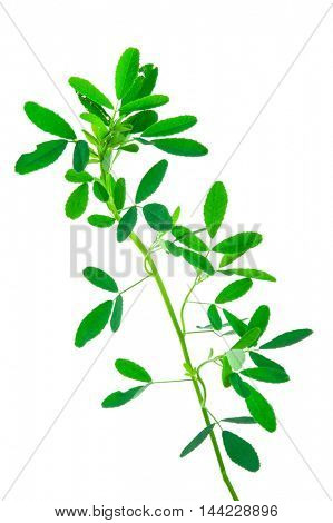 Medicinal plant: Melilotus officinalis (Yellow Sweet Clower)herb