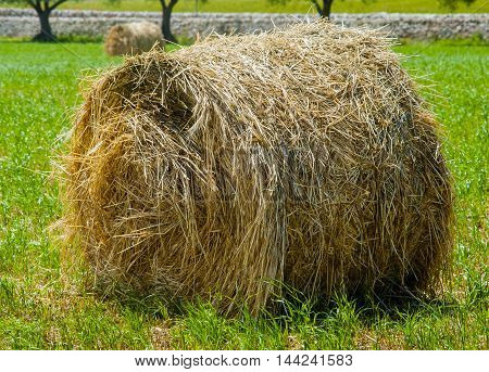 Close up sheaf of straw on a dry stone wall in the countryside of Puglia