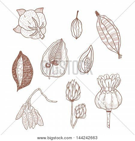 Outline vector set with seeds and seed pods in autumn colors. Organic natural shapes.
