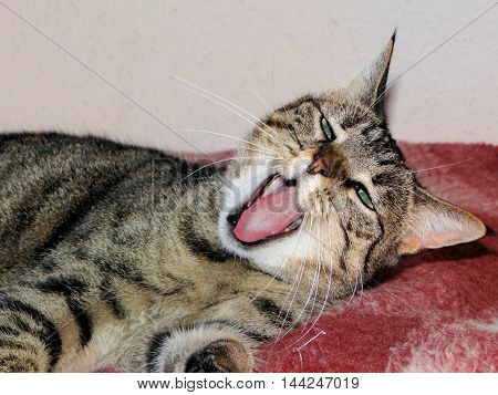 A tired yawning Cat that wants to Sleep