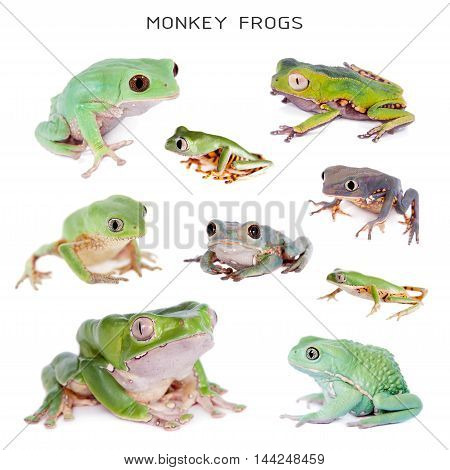 Set of Monkey Leaf Frogs isolated on white background