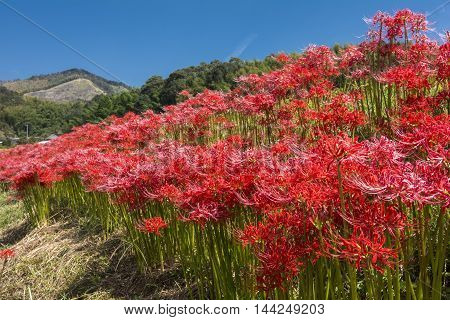 Red spider lily flowers colony under blue sky