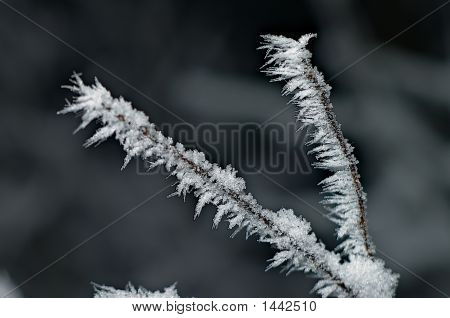Frost