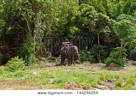 A beautiful view of Elephant trecking, THAILAND.