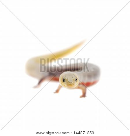 The Brazilian galliwasp, Diploglossus lessonae, isolated on white background