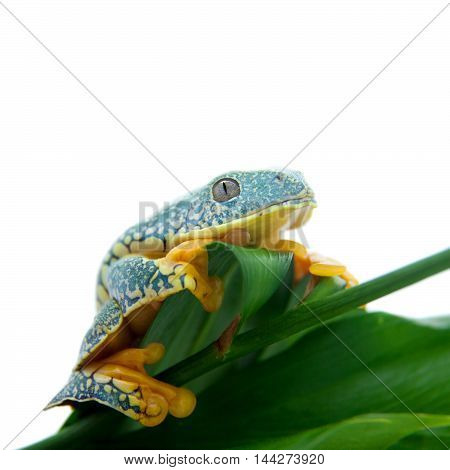 The fringe tree frog, Cruziohyla craspedopus, isolated on white background