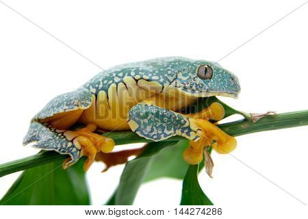 The fringe tree frog, Cruziohyla craspedopus, isolated on white background
