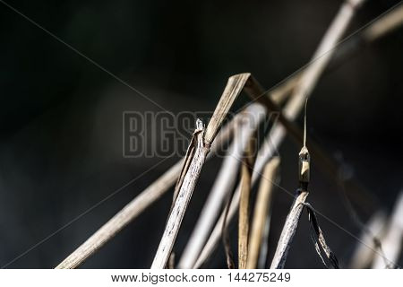 dry hay blades outdoor macro closeup darck background