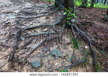 root system of trees visible on the surface of the earth