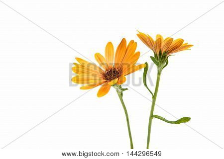 Osteospermum Daisy or Cape Daisy Flower Flower Isolated over White Background. Macro Closeup