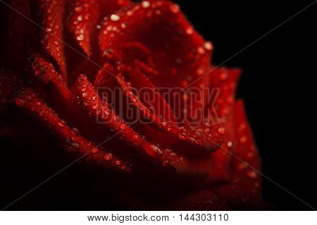 red rose bud macro drop. summer background