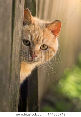 red cat looks out from behind a fence. summer sun Photo pet. Beautiful Red Cat with Yellow Eyes