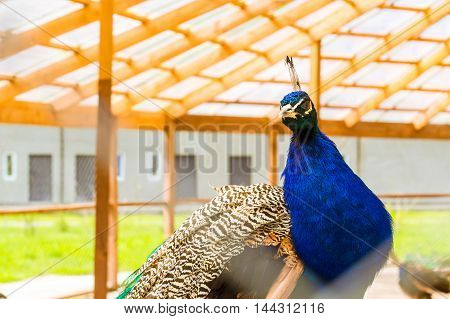 Peafowl Grazing